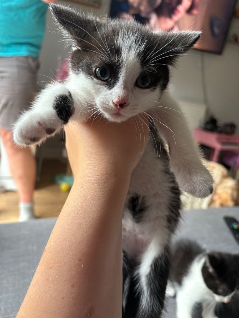 2 male kittens left 