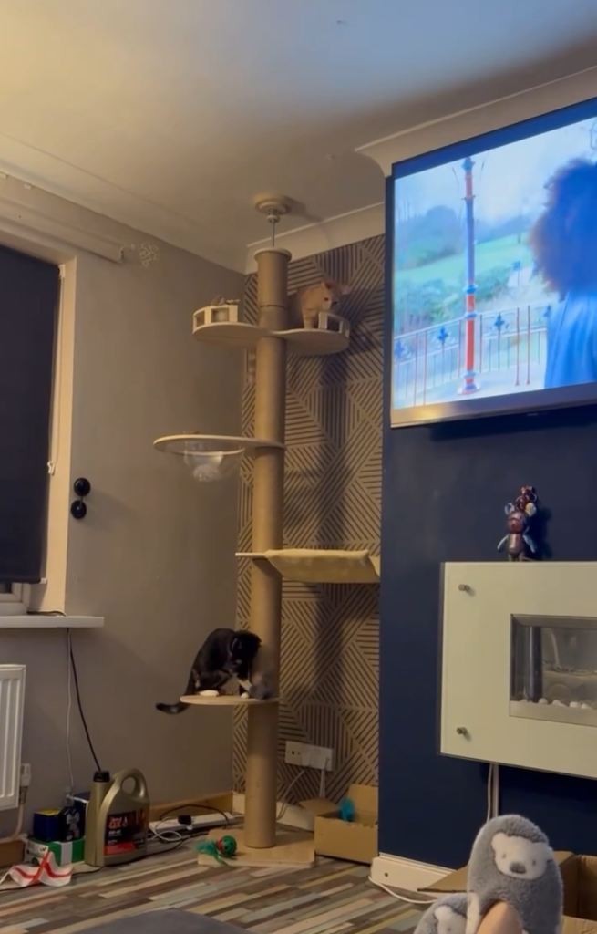 Cat tree ceiling to floor