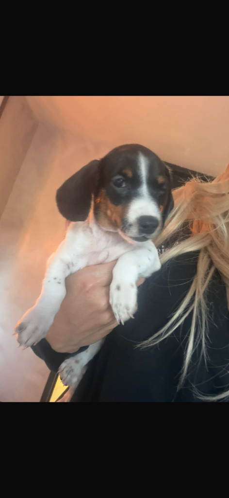 Female Dachshund piebald pup 