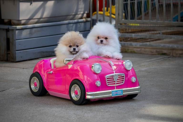 Adorable Pomeranian boy and girl for sale