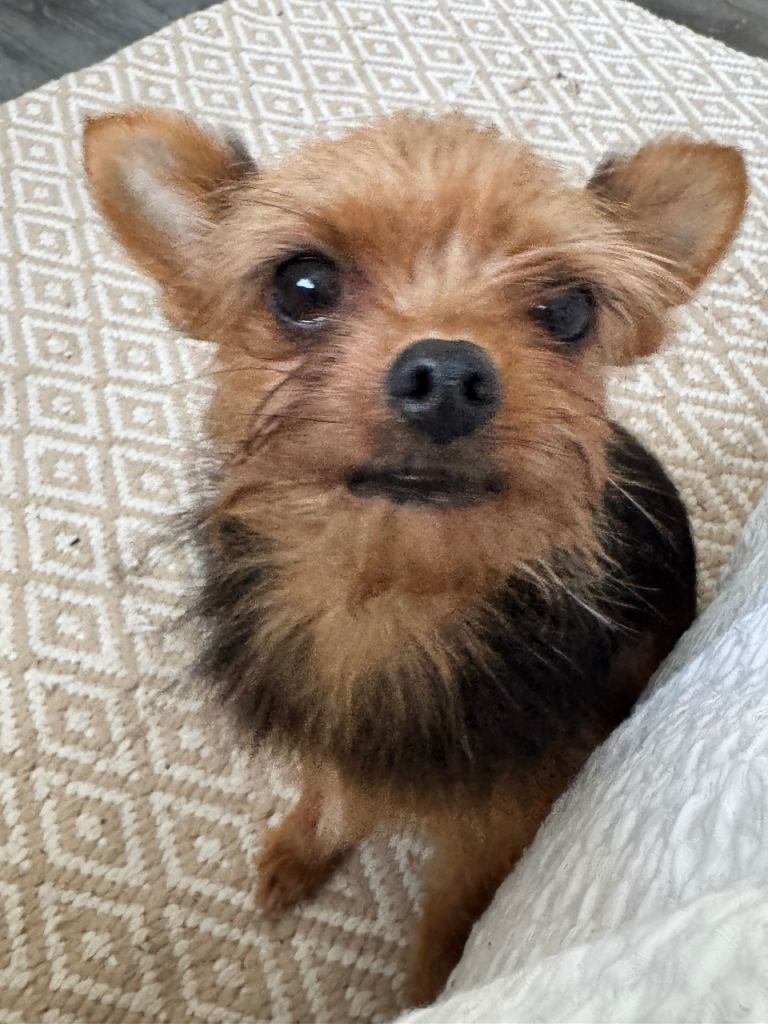 Yorkie x Bichon Frise