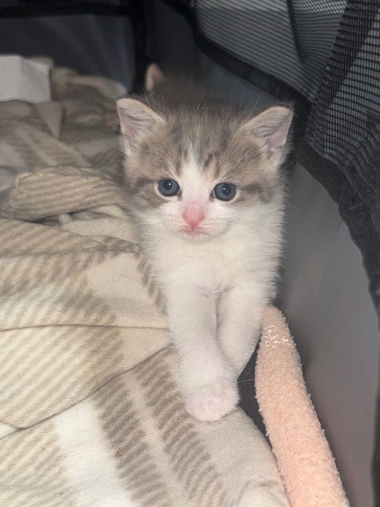 Grey and white female tabby kitten 