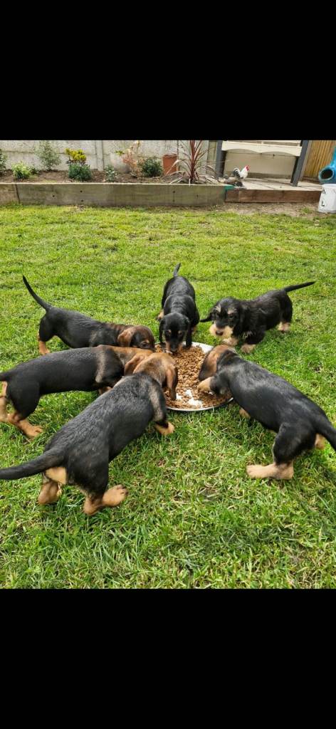 Adorable Wired and Pin Hair Dachshund / Teckel Puppies kc registered