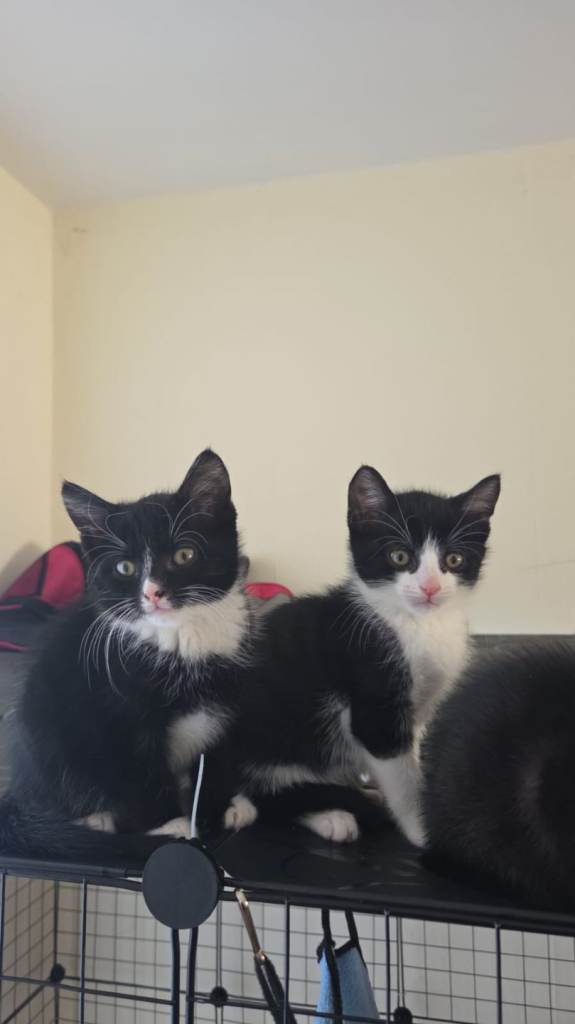 Beautiful kittens ready 