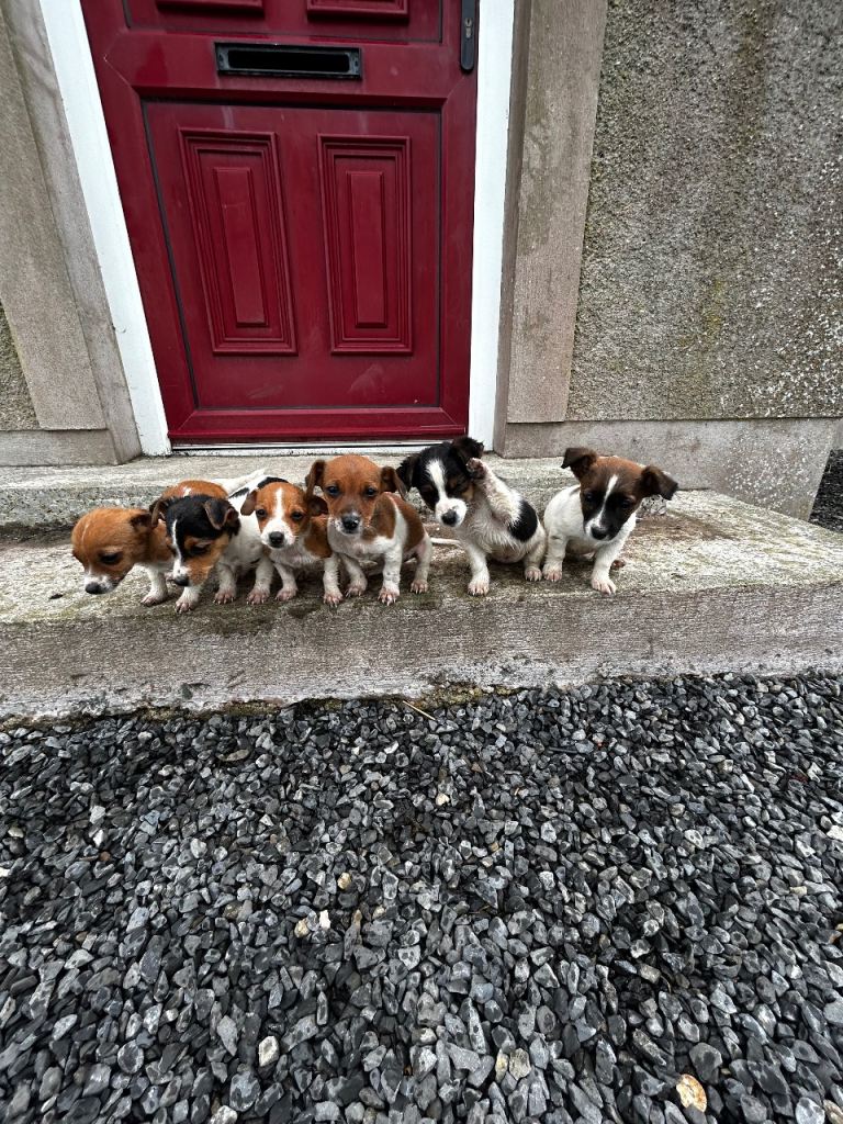 Jack Russell Pups for sale 