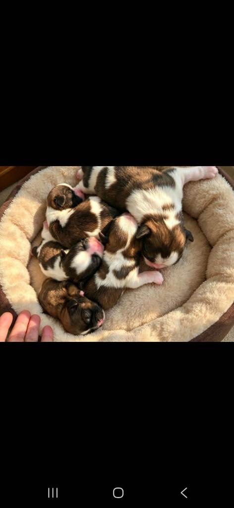 shih tzu puppys 