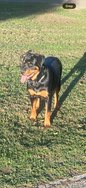 Beautiful Rottweiler Puppy for sale 