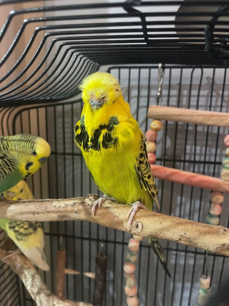 Friendly budgies looking for a loving home.