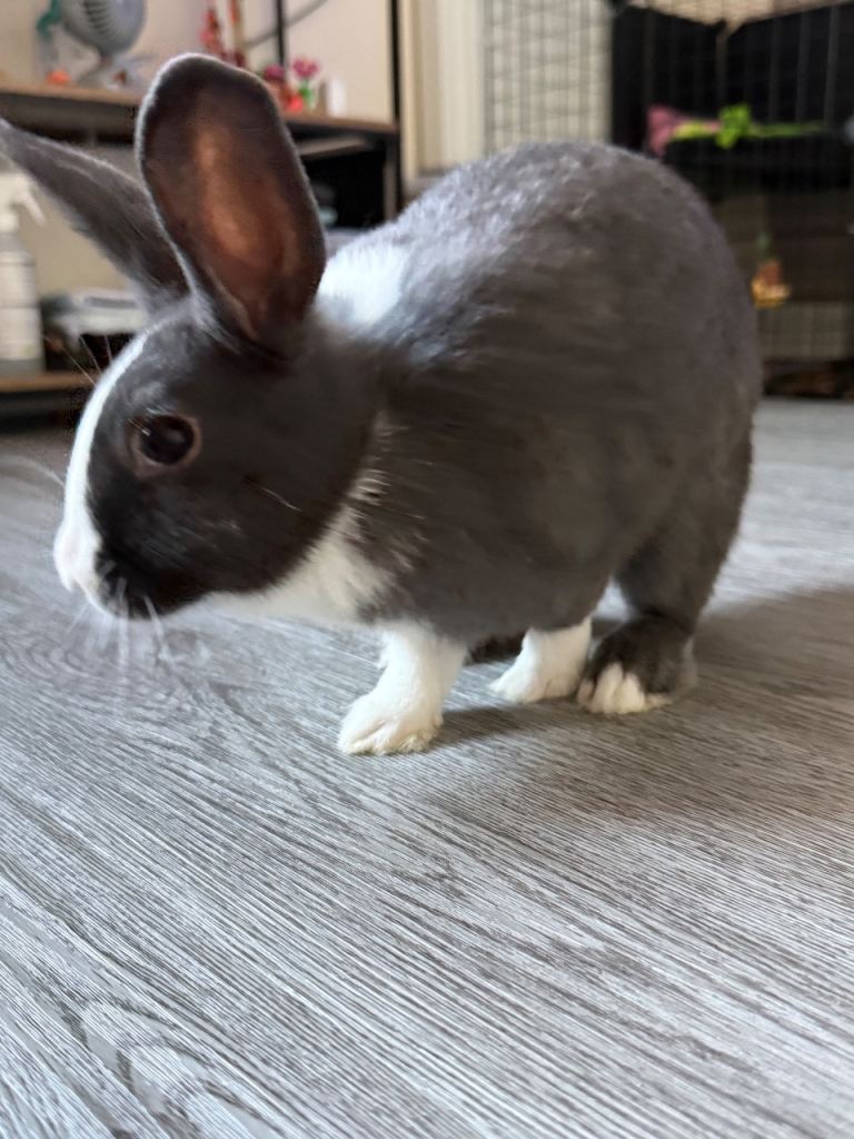 Mini lop X Dutch 