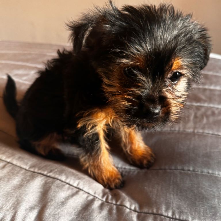Mini 15week old yorkie girl 