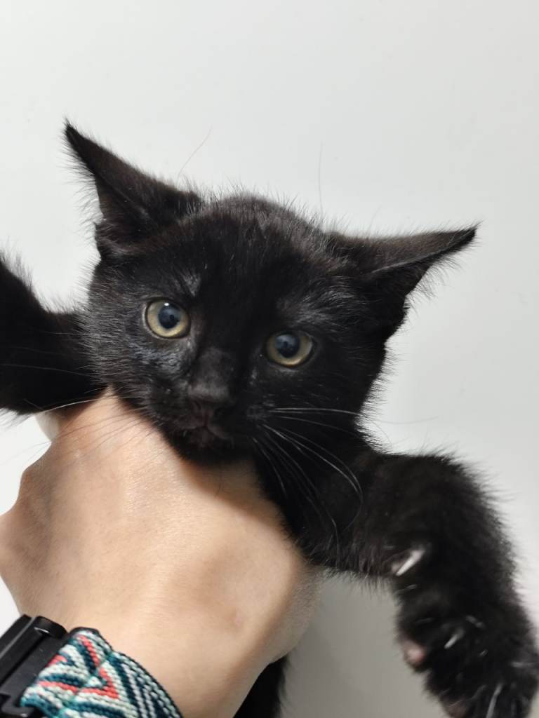 Black tabby male kitten