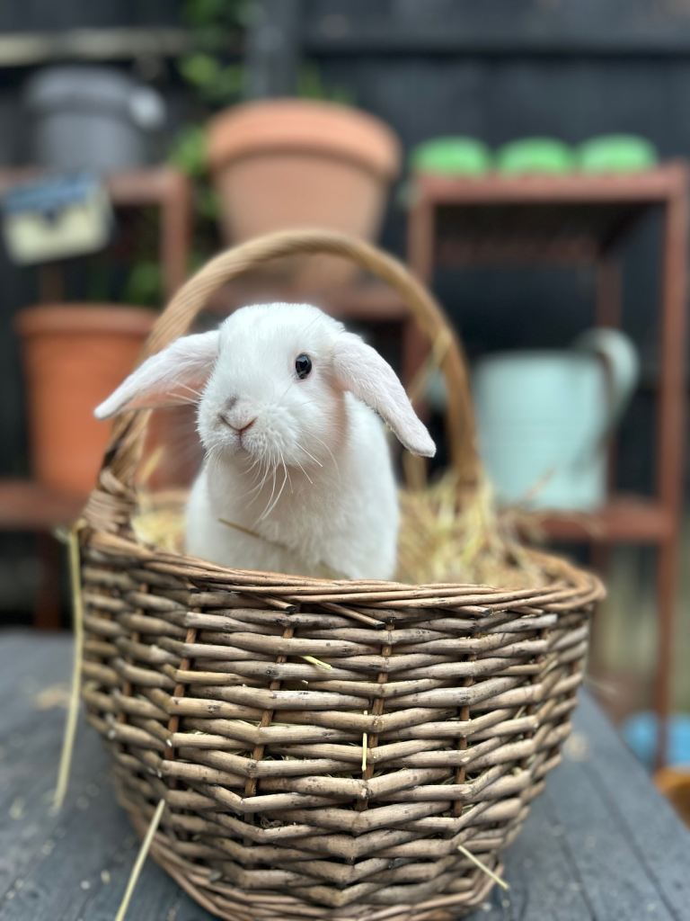 Mini Lop Baby Rabbit (Ready To Leave Now)