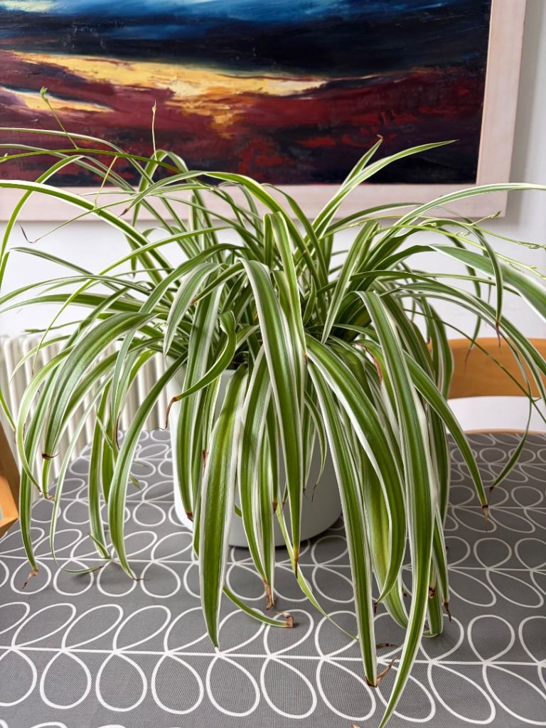 Healthy Spider Plant with White Pot