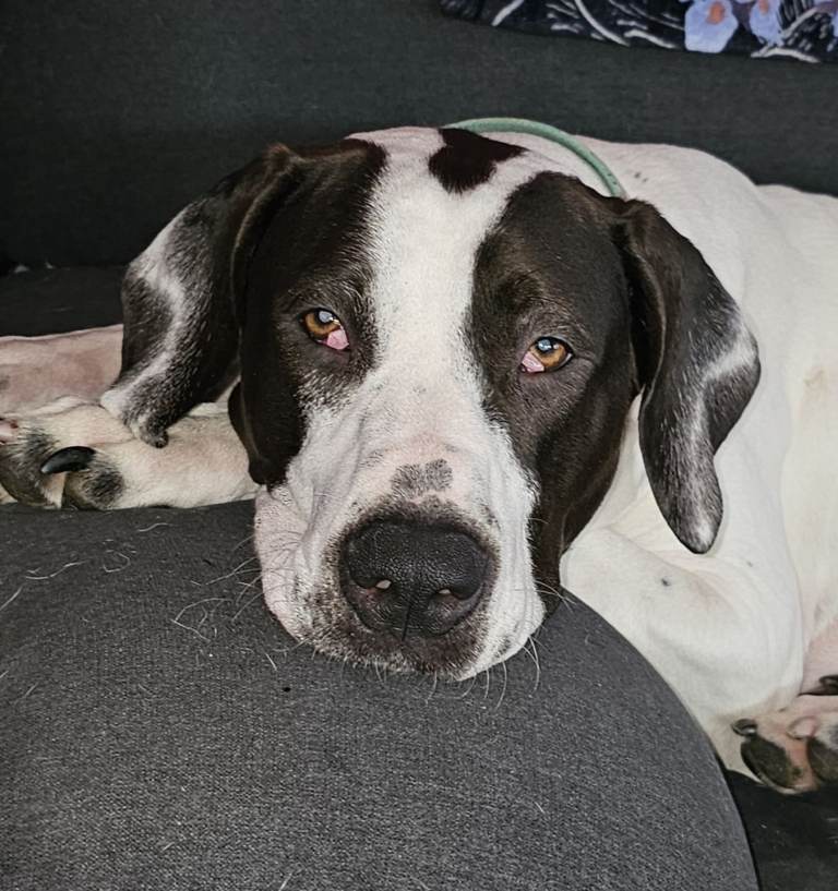 Female Indian Mastiff