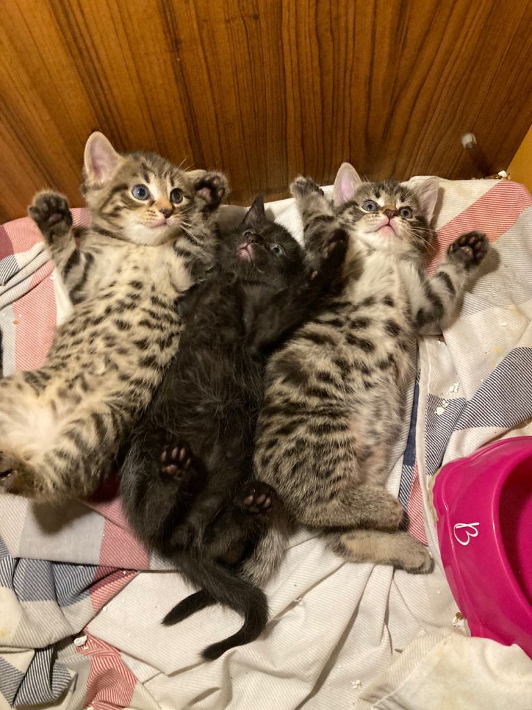 Kittens - Norwegian forest mixed 