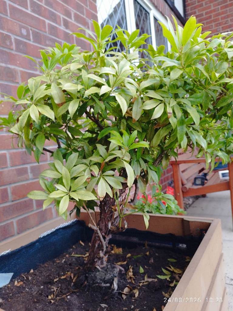 Pieris shrub 