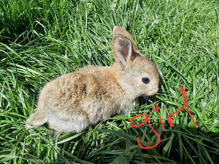 Mini lops