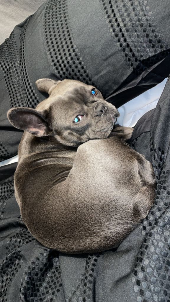 Blue female French bull dog. 