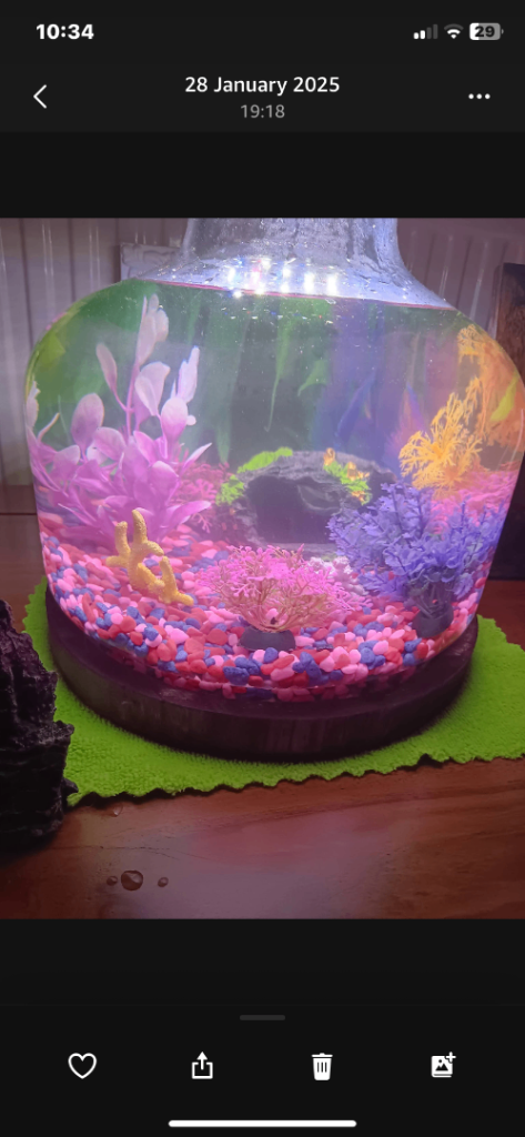 Cold water unique fish tank