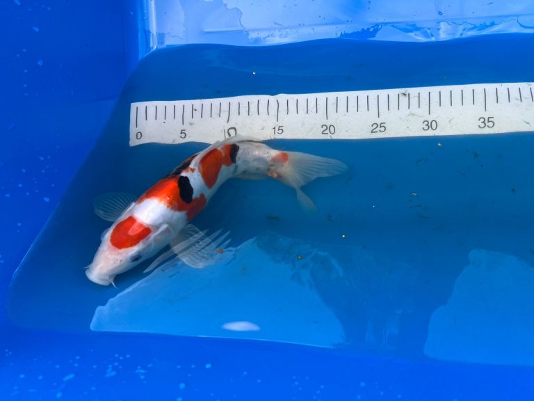 30cm Japanese Maruten Doitsu Sanke Koi and Doitsu Bekko (Rare)