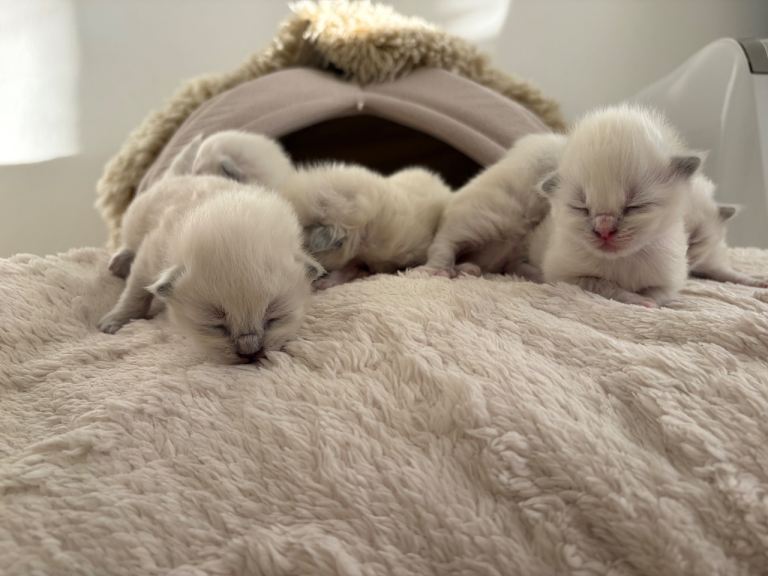 Ragdoll Purebred Babies 