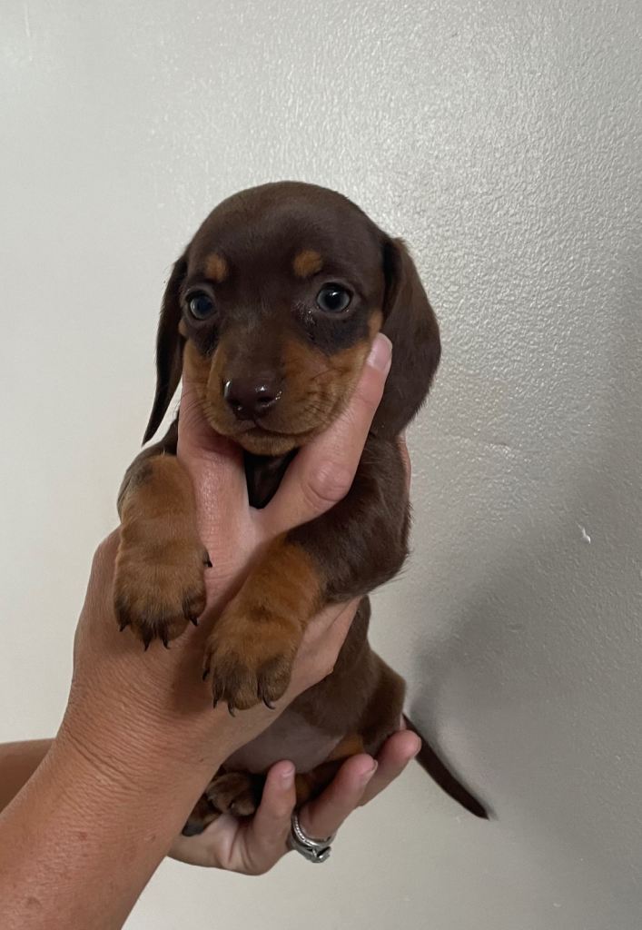 Miniature dachshunds