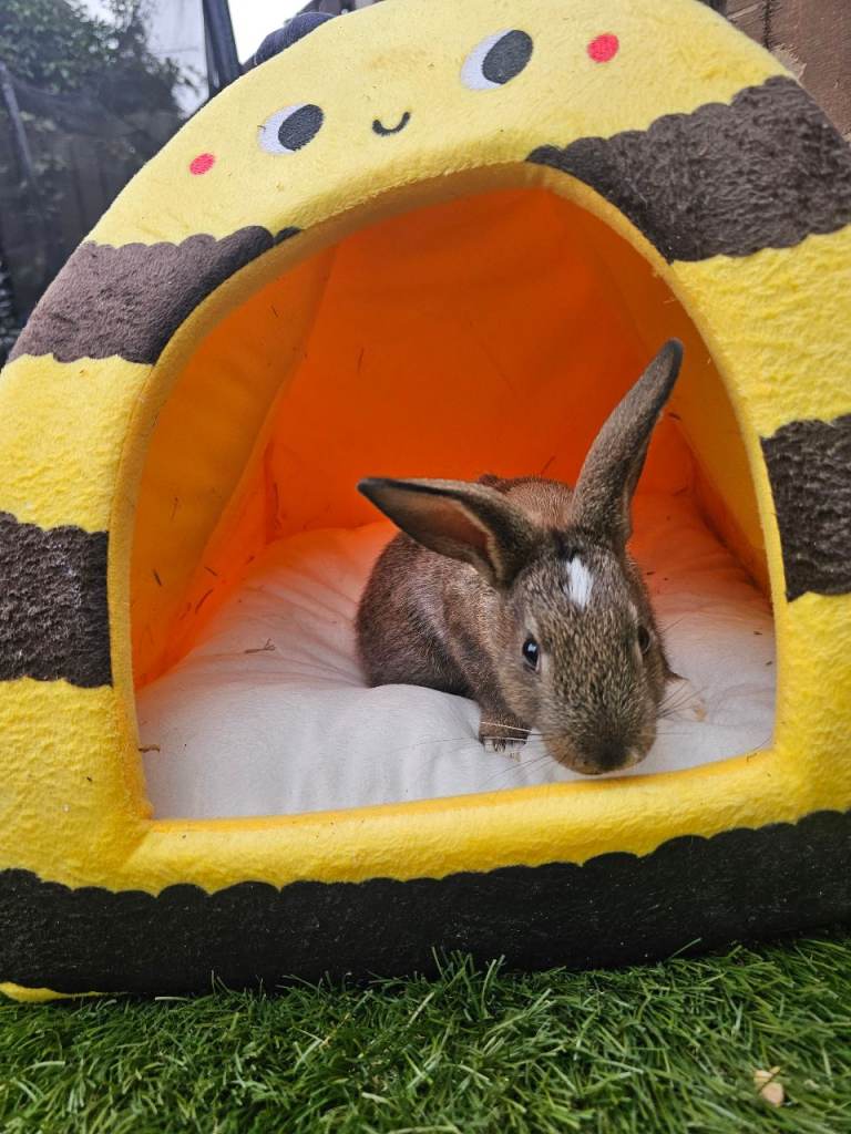 🐰 1 Beautiful Male Rabbit Looking for Loving 5⭐ Homes ❤️