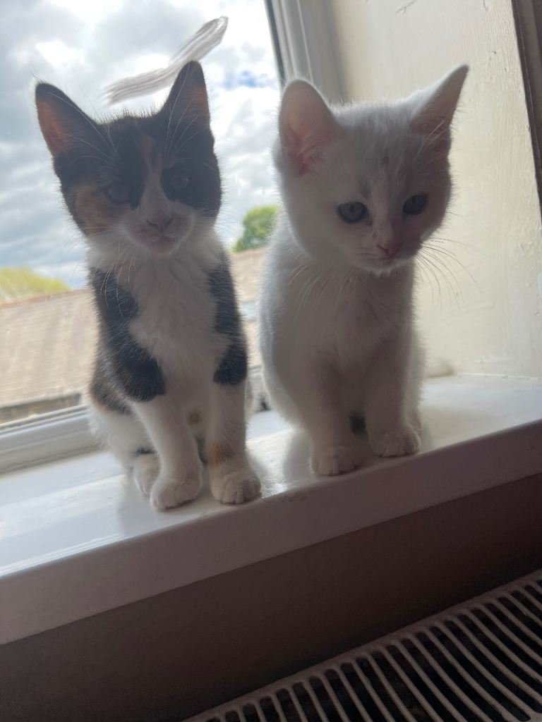 Sister kittens