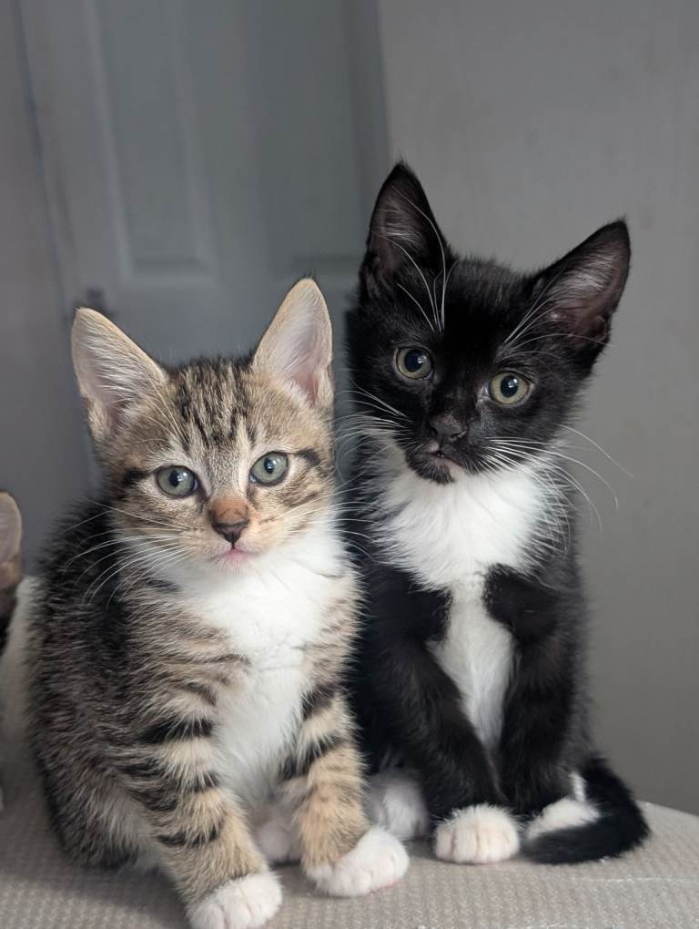 Male kittens