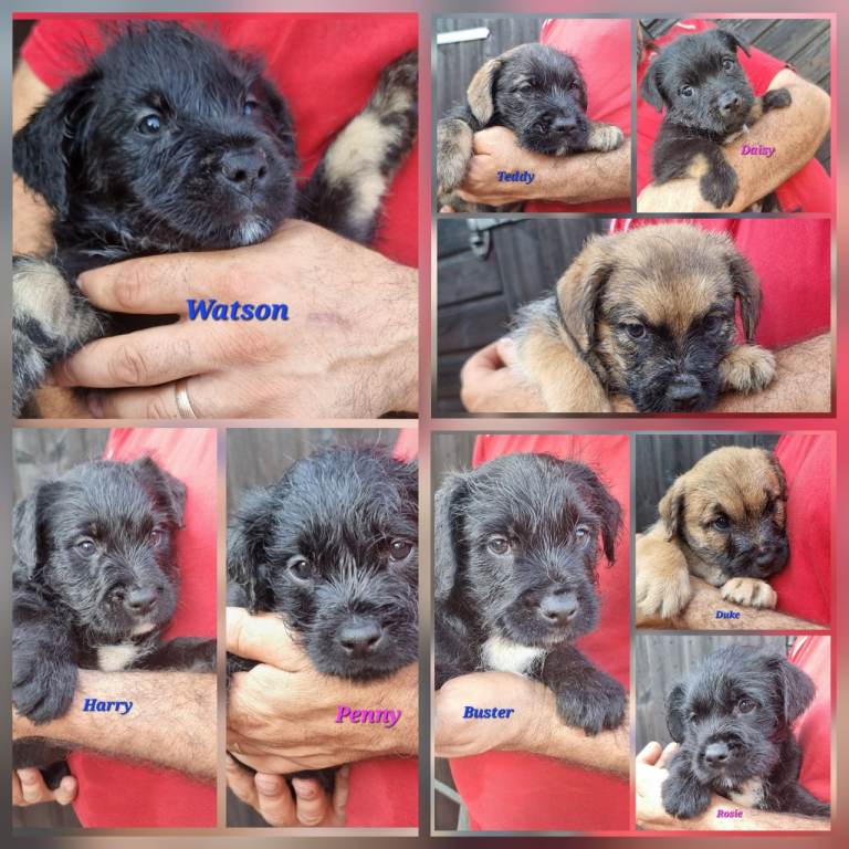 Beautiful English Bulldog x Puli Puppies Looking for Loving Homes
