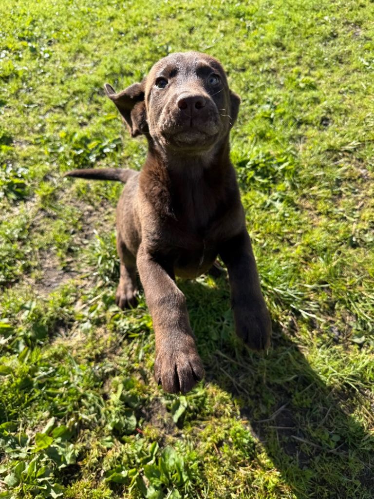 Labradoodle F2B chocolate boy