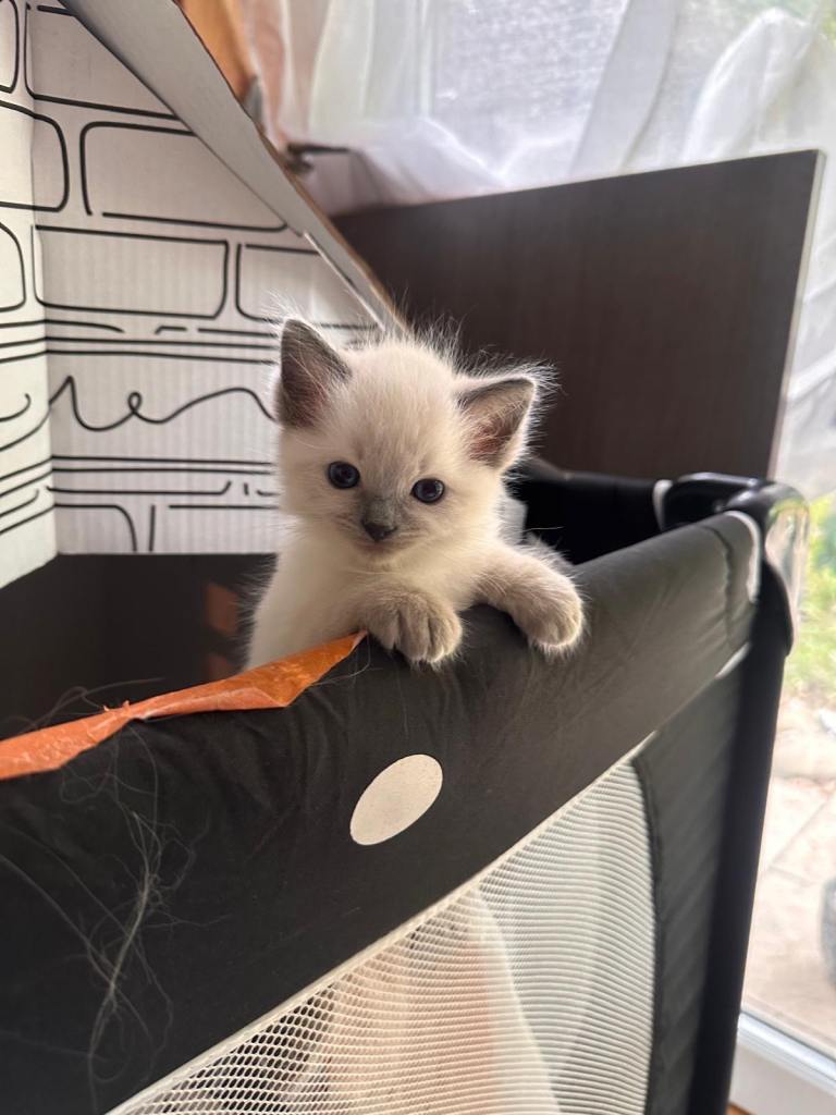 Gorgeous Fluffy Ragdoll Kitten – 3 Months Old