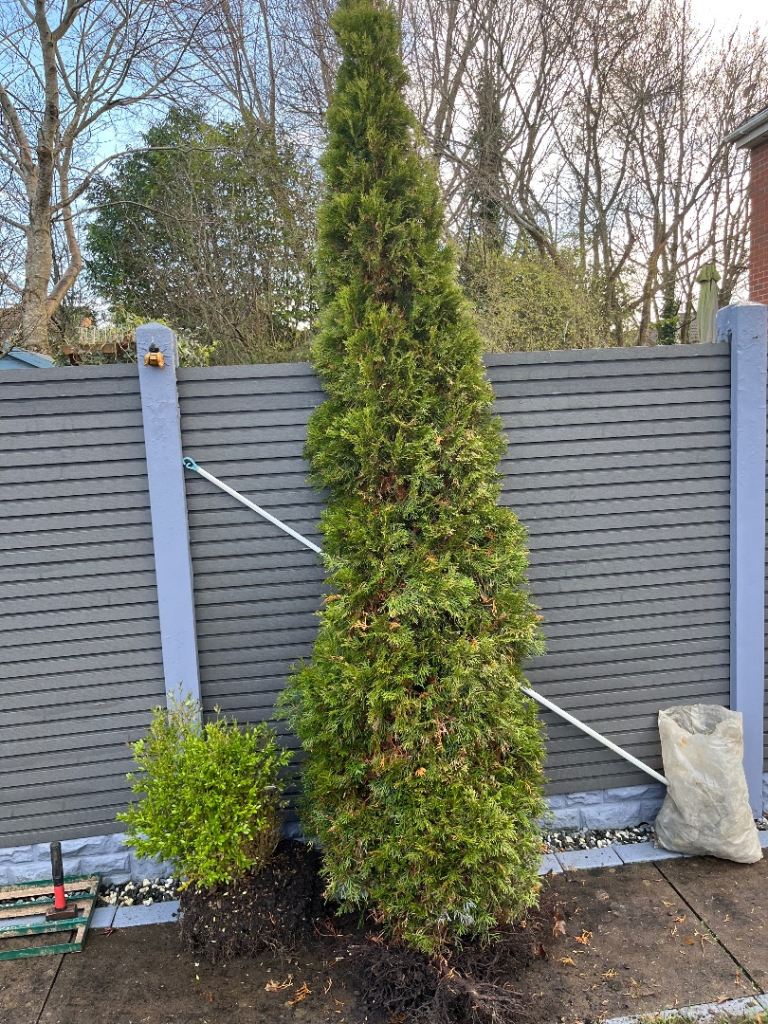 Large 12ft conifer and bushes 