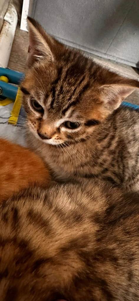 Kitten