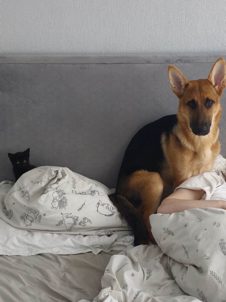 German Shepherd and Labrador for Sale