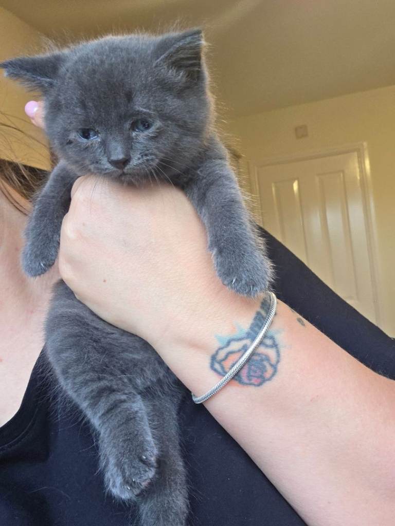 Little boy for sale british mix 