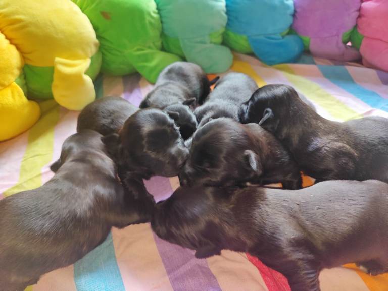Skye Terrier puppies. 