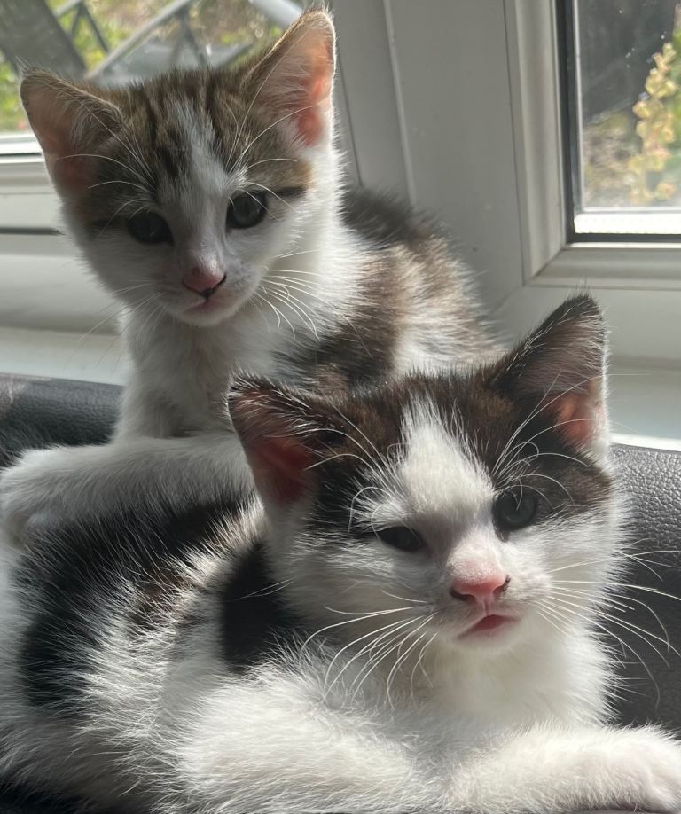 *** Only One Kitten Available ***