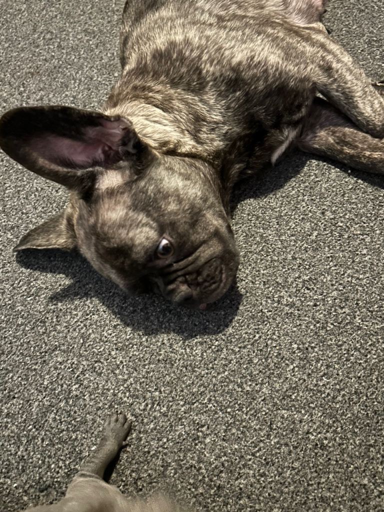 French Bulldog x Staffordshire Pups