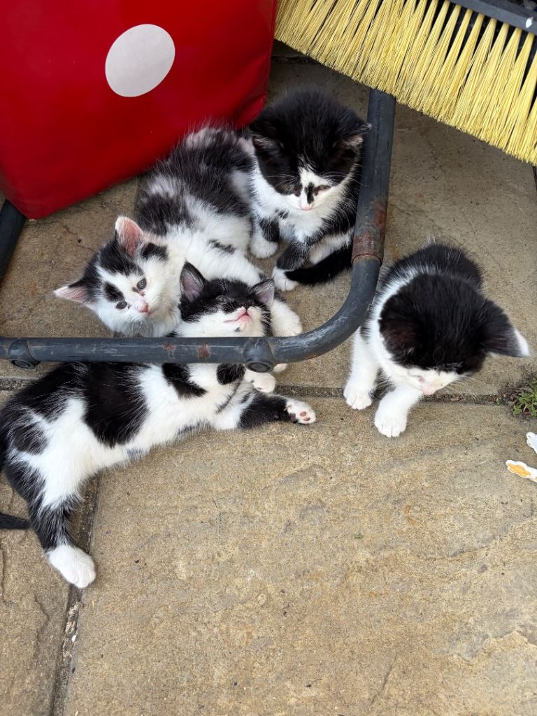 Black and white kittens 