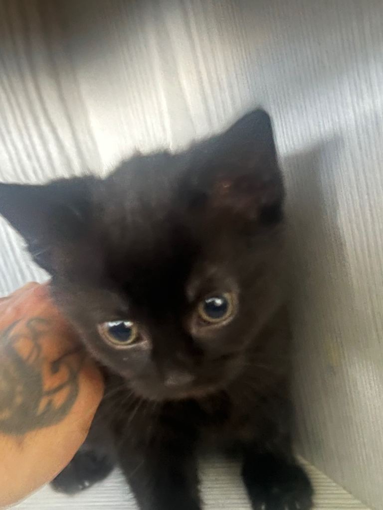 12-Week-Old Kittens 