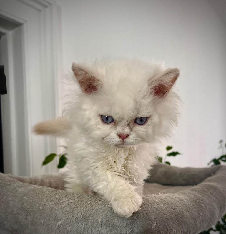SELKIRK REX KITTENS READY NOW