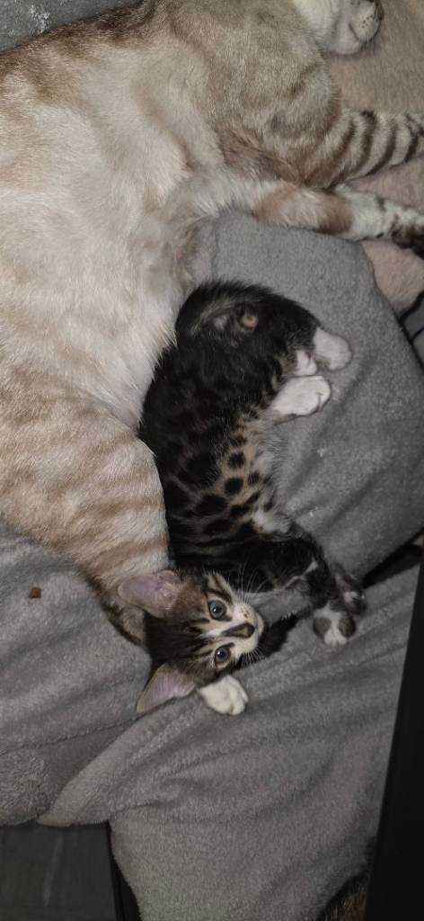 🐾 Beautiful Bengal Kittens – Now Available for Reservation 😺