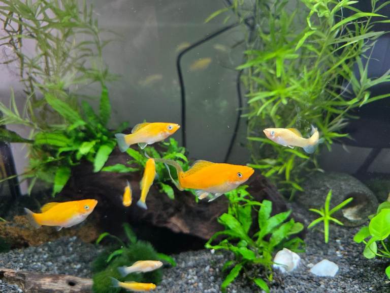 Gold Mollies - various sizes