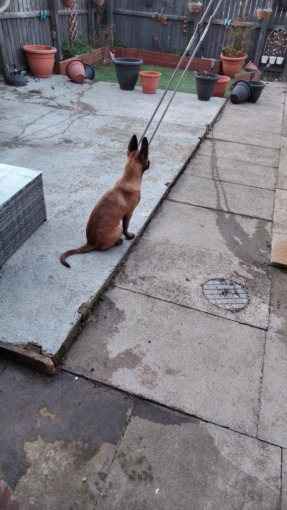 4 month old Belgian Shepard Malinois