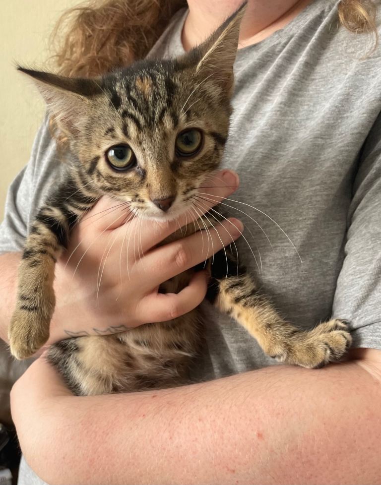 4 kittens for sale
