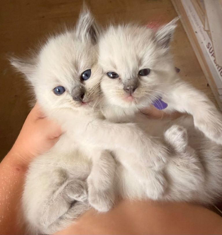 Purebred blue point ragdolls