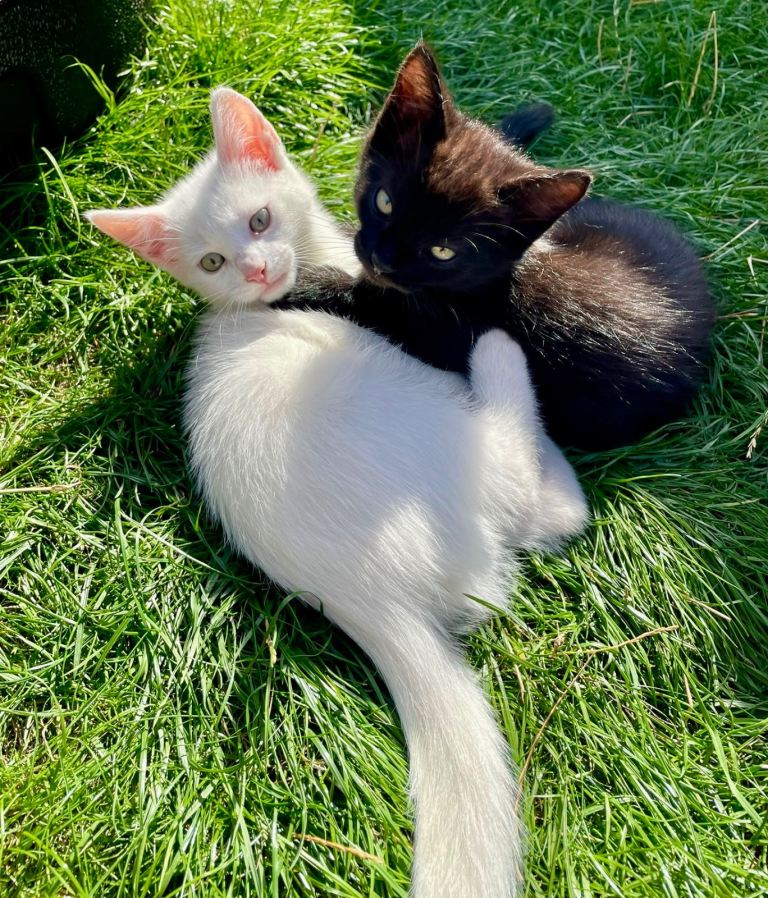 Fluffy and playful kittens 