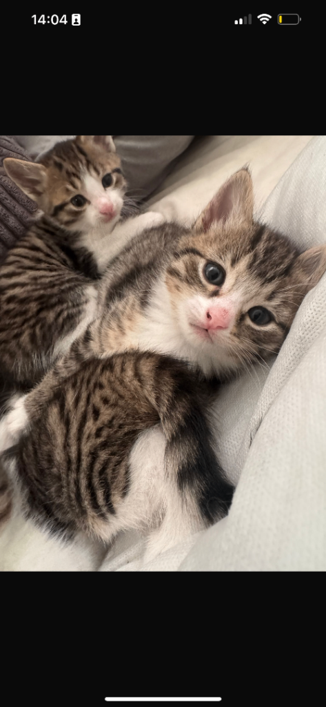 Beautiful kittens ready 1st January 