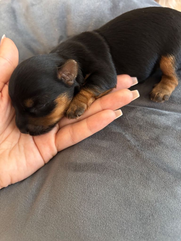 Yorkshire Terrier puppies